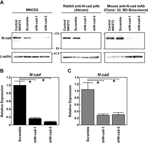 Figure 1. Efficiency of N-cad knockdown by shN-cad-1 and -2. (A) Western blotting revealed a reduction in N-cad protein abundance in NIH3T3 cells transfected with N-cad shRNAs but not with scramble shRNA. MNCD2, a rabbit anti–N-cad pAb (Abcam), and a mouse anti–N-cad mAb (clone 32, BD Biosciences) were used to detect N-cad protein. (B) Effects of shN-cad-1 and -2 on the expression of N-cad in LSK cells. After transduction of shN-cad-1 and -2, N-cad expression was analyzed. Quantitative real-time PCR analysis demonstrated that both shN-cad-1 and -2 significantly suppressed the expression of N-cad in LSK cells. Data are mean ± SD of 3 independent experiments. *P < .01. (C) Effects of shN-cad-1 and -2 on the expression of N-cad in LSK-CD34− cells (LT-HSCs). The expression of N-cad in shRNA-transduced cells was analyzed by quantitative real-time PCR using a nanofluidic chip. Data are mean ± SD; n = 5. *P < .01.