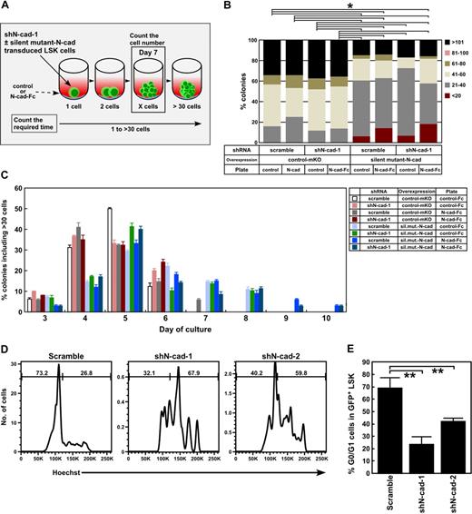 Figure 2. Effects of shN-cads on HSPC cell division in vitro. (A) Cell division assay experimental scheme. LSK cells were cotransduced with lentiviruses expressing shN-cad-1 or -scramble and retroviruses expressing control-mKO or N-cad with a silencing mutation in the shRNA targeting sequence (sil.mut.N-cad). Gene-transduced LSK cells were clone-sorted onto control- or N-cad-Fc–coated plates and cultured in SF-O3 medium with 1.0% BSA, SCF, and TPO. The number of cells in each colony on day 7 (shown in B) and the days required for a single cell to reach more than 30 cells (shown in panel C) were analyzed. (B) The number of cells in each colony on control- and N-cad-Fc–coated plates at day 7 of culture. *P < .05. (C) The percentage of colonies with more than 30 cells per colony on each day of culture are shown. Transduction of N-cad shRNA into LSK cells reduced the number of days required for a single cell to reach 30 cells or more, whereas sil.mut.N-cad rescued the accelerated cell division induced by shN-cad-1. (D) Hoechst staining of GFP+ LSK cells 2 weeks after BMT. (E) The percentage of GFP+LSK cells in G0/G1. Data are mean ± SD. **P < .05.