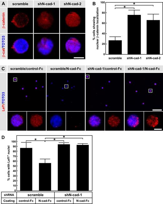 Figure 3. N-cad knockdown enhances nuclear localization of β-catenin and expression levels of Lef-1. (A) Immunocytochemical staining of β-catenin (red). LSK cells were transduced with scramble shRNA, shN-cad-1, or shN-cad-2, and transplanted into lethally irradiated mice. One month after BMT, GFP+ LSK cells were sorted and stained with anti–β-catenin Ab. Scale bar represents 5 μm. (B) Percentage of GFP+ LSK cells showing nuclear β-catenin localization. Data are mean ± SD. *P < .01. (C) Immunocytochemical staining of Lef-1 (red). LSK cells were transduced with scramble shRNA, shN-cad-1, or shN-cad-2, and cultured on control-Fc– or N-cad-Fc–coated plates. After 3 days of culture, GFP+ cells were sorted and stained with anti-Lef1 Ab. The bottom panels represent higher power views of the boxed cells in the top panels. Scale bar represents 50 μm (top panels) and 5 μm (bottom panels). (D) Percentage of cells showing Lef1 expression in the nucleus. Data are mean ± SD. *P < .01.