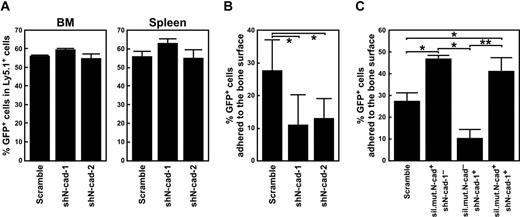 Figure 4. N-cad function is crucial for lodgment but not homing of HSPCs. (A) Effect of N-cad shRNAs on homing of HSPCs to the BM and spleen after BMT. The percentage of GFP+ cells in the BM (left panel) and the spleen (right panel) 36 hours after BMT versus before BMT are shown. Data are mean ± SD (n = 3 per group) from 2 independent experiments. (B) Effects of N-cad shRNA on the lodgment of HSPCs. Percentages of GFP+ bone-adhering cells to total GFP+ cells in BM are shown. A total of 681 cells (scramble), 623 cells (shN-cad-1), and 597 cells (shN-cad-2) from 2 independent experiments were counted. Data are mean ± SD. *P < .01. (C) Rescue of lodgment by sil.mut.N-cad expression. LSK cells were cotransduced with shN-cad-1 and sil.mut.N-cad. Scramble-shRNA, shN-cad-1−/sil.mut.N-cad+, shN-cad-1+/sil.mut.N-cad−, and shN-cad-1+/sil.mut.N-cad+ cells were transplanted into lethally irradiated mice. Thirty-six hours after BMT, the number of GFP+ bone-adhering cells was counted. Percentages of GFP+ bone-adhering cells to total GFP+ cells in BM are shown. A total of 278 cells (scramble), 191 cells (shN-cad-1−/sil.mut.N-cad+), 296 cells (shN-cad-1+/sil.mut.N-cad−), and 301 cells (shN-cad-1+/sil.mut.N-cad+) were counted. Data represent mean ± SD. *P < .01. **P < .05.