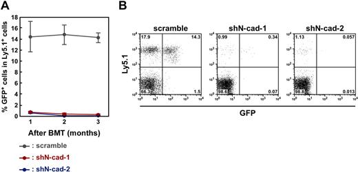 Figure 5. N-cad function is required for the LTR activity of HSPCs. (A) Effects of N-cad shRNA on the LTR activity of HSPCs. The percentages of GFP+ donor-derived (Ly5.1+) cells in recipient mice 1 to 3 months after BMT are shown. Overexpression of shN-cad-1 and -2 significantly suppressed LTR of donor LSK cells. Data are mean ± SD (n = 10/group) from 3 independent experiments. (B) Representative FACS plots of PB analysis of shRNA-transduced donor cells 3 months after BMT.