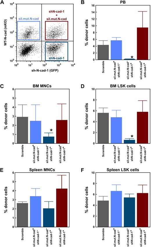 Figure 6. Rescue of the engraftment capacity of N-cad shRNA-transduced cells. (A) LSK cells were transduced with lentivirus expressing shN-cad-1 (GFP) and retrovirus expressing sil.mut.N-cad (mKO). After gene transduction, GFP−mKO+ (shN-cad-1−/sil.mut.N-cad+), GFP+mKO+ (shN-cad-1+/sil.mut.-N-cad+), and GFP+mKO− (shN-cad-1+/sil.mut.-cad−) cells were sorted and transplanted into lethally irradiated mice with 2 × 105 competitor cells. Scramble shRNA-transduced cells were used as a control. Six months after BMT, the percentage of donor-derived cells in PB (B), BM MNCs (C), BM LSK cells (D), spleen MNCs (E), and spleen LSK cells (F) was analyzed. Cotransduction with sil.mut.N-cad rescued the LSK cell engraftment capacity that was lost after shN-cad transduction alone. Data are mean ± SD; n = 5/group. *P < .01. Note that shN-cad-1–transduced cells showed long-term engraftment in the spleen.