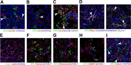 Figure 4. Immunohistochemical analysis of EPCR+ cells in E12.5 mouse FL. (A) EPCR+ cells (green) were detected in E12.5 mouse FL. Some cells were round (arrowheads), and others were spindle-shaped (asterisk). They were observed adjacent or connected to Lyve-1+ sinusoidal ECs (red), both inside and outside of the sinusoid lumen. Magnification is shown at ×120. (B-C) Some c-Kit+ cells (red) coexpressed EPCR (green) shown at arrowheads and located adjacent to the sinusoid (blue). Magnifications are ×240 for panel B and ×180 for panel C. (D) Nonlineage/CD41/CD48/Dlk-1–positive (blue) Sca-1+ (red) EPCR+ (green) cells shown at arrowheads were observed adjacent to the Lyve-1+ sinusoid (gray). Magnifications are ×240 (left) and ×150 (right). (E) APC (red) shown by asterisks distributed along the sinusoid (green) in FL. Magnification is ×40. (F-H) The perisinusoidal region, where EPCR+ cells (green) shown at asterisks are observed, is rich in ECM compounds (red), such as laminin (F), fibronectin (G), and matrix metalloproteinase-9 (MMP-9, H). Magnifications are ×120 for panel E, ×180 for panel F, and ×160 for panel G. (I) No specific spatial interaction was observed between Dlk-1+ hepatoblasts (red) and EPCR+ cells (green), shown at arrowheads. Magnification is ×80.