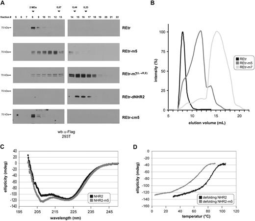 Figure 2. Substitution of critical amino acids disrupts RUNX1/ETO tetramers into dimers without affecting its α-helical structure. (A) Size-exclusion chromatography of RUNX1/ETOtr (REtr) and the indicated mutant forms. Proteins were expressed in 293T cells and fractionated on a superose-6 column. Fractions were analyzed by Western blotting against the Flag epitope. (B) Signal intensity quantification of REtr, REtr-m5, and REtr-m7 elution profiles. (C) CD spectroscopy of the WT NHR2 and m5 mutant protein domains. (D) Ellipticity profile of NHR2 and NHR2-m5 at increasing temperature.