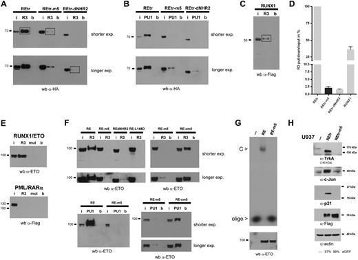 Figure 3. RUNX1/ETO dimers lack DNA-binding capacity. (A) ABCD assay for the tetrameric, dimeric, and monomeric forms of REtr. Constructs were tested for binding to biotinylated oligonucleotides containing the RUNX1-binding sites of either RUNX3 (R3) or PU.1 (PU1) promoter sequences. Protein binding was detected by immunoblotting with an anti-HA antibody. (B) REtr and mutants were analyzed for PU.1-oligo binding as in panel A. (C) DNA binding of WT RUNX1 protein to the RUNX3-oligo. The RUNX1-R3-oligo interaction was detected with an anti-Flag antibody. (D) Comparison of the binding strength defined as the signal intensity ratio of R3-pulldown/R3-input to the R3-oligo. Values were obtained from the marked bands in panels A and C. DNA-binding activity of REtr was set to 100%. (E) Binding capacity of full-length RUNX1/ETO (RE) and RE-m5 to the R3 oligonucleotide (upper panel). The binding specificity was confirmed using cell extracts containing PML/RAR-α. (F) Analysis of DNA-binding capacity of RE, RE-m5, RE-cm5, RE-dNHR2, and RE-L148 mutants to the R3 and PU.1 oligonucleotides. (G) DNA-binding capacity of RE and RE-m5 to a radioactively labeled RUNX1 high affinity oligos by EMSA. (Bottom) Western blotting of lysates indicates equal loading for RE and RE-m5. (H) Target gene analysis of REtr and REtr-m5 transduced U937 cells. FACS-sorted (eGFP-positive) cell populations were analyzed for the expression of Trk-A, c-Jun, and p21. Expression of the REtr forms was verified by immunoblotting with an anti-Flag antibody. Actin serves as loading control. I indicates input; R3, RUNX3-oligo; PU1, PU.1-oligo; b, magnetic beads only; and C, RUNX1/ETO-DNA-oligo complex.