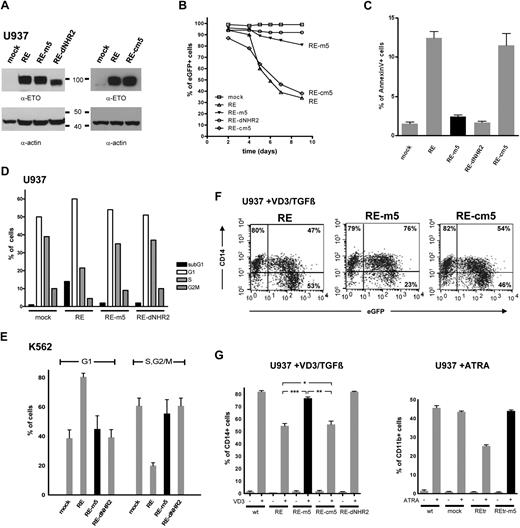 Figure 4. RUNX1/ETO tetramers, but not dimmers, trigger apoptosis and block cytokine-induced myeloid differentiation. (A) Expression of RUNX1/ETO (RE) and mutants thereof in stably transduced U937 cells using anti-ETO and antiactin antibodies. (B) Survival kinetics of RE/eGFP-expressing U937 cells. (C) Apoptosis induction in U937 cells, expressing the indicated forms of RE. (D) Cell-cycle distribution of U937 cells at day 4 after transduction as measured by Draq5 staining. (E) Cell-cycle distribution of stably transduced K562 cells. Draq5 staining was performed 4 days after transduction. (F) Differentiation pattern of U937 cells expressing the indicated RE forms. Two days after transduction, U937 cells were stimulated with vitamin D3/TGF-β for 24 hours and subsequently analyzed for CD14 surface marker expression. (G). Vitamin D3/TGF-β– or ATRA-induced differentiation of U937 cells expressing the indicated RE forms. Statistically significant P values of RE, RE-m5, and RE-cm5 compared with each other are indicated for the vitamin D3 (VD3)/TGF-β–stimulated cells (t test): ***P < .001, **P = .001, *P = .73. Data represent averages of 3 independent experiments.