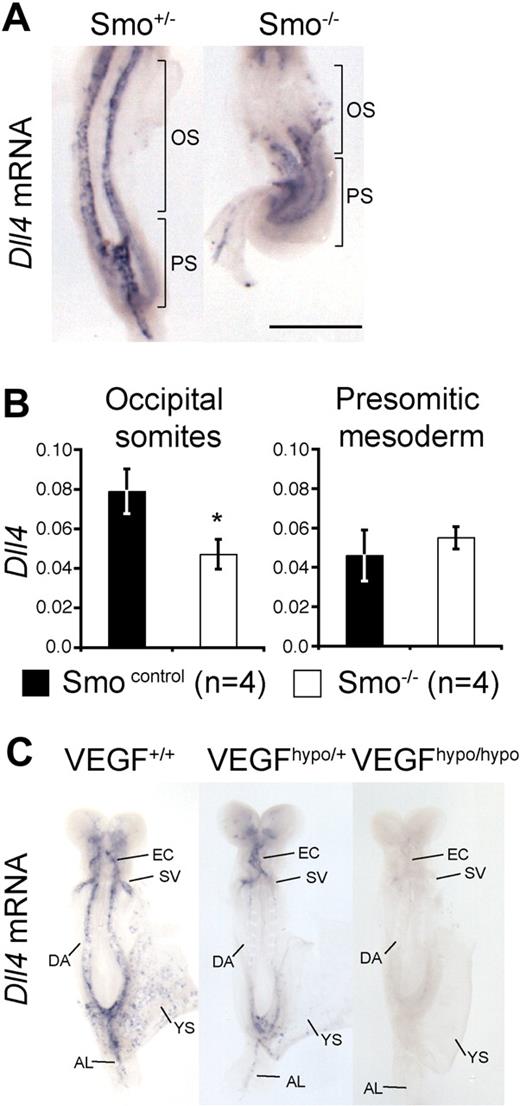 Figure 1. Hh and VEGF are required for arterial identity in mice. (A) Whole-mount in situ hybridization for Dll4 mRNA in E8.5 (approximately 8-somite stage) Smo+/− and Smo−/− embryos. Brackets indicate the occipital somite (OS) and presomitic/primitive streak (PS) regions of the embryo microdissected for Q-RT-PCR in panel B. Scale bar equals 500 μm. (B) Q-RT-PCR for Dll4 mRNA in Smo control (Smo+/+, n = 2 and Smo+/−, n = 2) and Smo−/− (n = 4) littermates. Q-RT-PCR was performed on distinct regions of 8-somite stage embryos corresponding to the occipital somites region (labeled OS in panel A) and presomitic region (labeled PS in panel A) in control or mutant embryos. Data are presented as Dll4 expression relative to the loading control, Polr2a. Asterisk indicates statistical significance between control and mutant sample groups, P < .05. (C) Whole-mount in situ hybridization for Dll4 mRNA in E8.5 (7- to 8-somite stage) VEGF hypomorphic embryos. Representative embryos from VEGF+/+ (n = 4), VEGFhypo/+ (n = 3), and VEGFhypo/hypo (n = 2) littermates are shown. EC indicates endocardium; SV, sinus venosus; DA, dorsal aorta; YS, yolk sac plexus; and AL, allantoic artery.