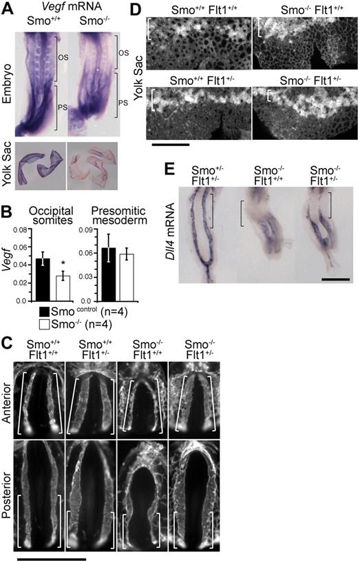 Figure 2. Hh requires VEGF for arterial identity and endothelial tube formation. (A) Whole-mount in situ hybridization for Vegf mRNA in E8.5 Smo mutant embryos. Representative embryos and all yolk sacs from 8 somite stage Smo+/+ (n = 2) and Smo−/− (n = 3) littermates are shown. Brackets indicate the occipital somite (OS) and presomitic/primitive streak (PS) regions of the embryo microdissected for Q-RT-PCR in panel B. (B) Q-RT-PCR for Vegf mRNA in Smo control (Smo+/+, n = 2 and Smo+/−, n = 2) and Smo−/− (n = 4) embryos. Q-RT-PCR was performed on distinct regions of 8-somite stage littermates corresponding to the occipital somites region (labeled OS in panel A) and presomitic region (labeled PS in panel A) in control or mutant embryos. Data are presented as Vegf expression relative to the loading control, Polr2a. Asterisk indicates statistical significance (t test) between control and mutant sample groups, P < .05. (C) Whole-mount PECAM1 staining of E8.5 (approximately 8-somite stage) Smo;Flt1 compound mutant embryos. Representative examples of littermate Smo+/+;Flt1+/+ (n = 2), Smo+/+;Flt1+/− (n = 2), Smo−/−;Flt1+/+ (n = 1), and Smo−/−;Flt1+/− (n = 4) embryos are shown. Brackets indicate the region of the dorsal aorta affected in Smo−/−;Flt1+/+ embryos and rescued in Smo−/−;Flt1+/− embryos. The affected region corresponds exactly to the location of the somites in each embryo. Scale bar represent 500 μm. (D) Whole-mount PECAM1 staining of E8.5 (approximately 8-somite stage) Smo;Flt1 compound mutant yolk sacs. Representative examples of littermate Smo+/+;Flt1+/+ (n = 2), Smo+/+;Flt1+/− (n = 2), Smo−/−;Flt1+/+ (n = 1), Smo−/−;Flt1+/− (n = 4) embryos are shown. Brackets indicate the position of the blood islands. Scale bar represents 500 μm. (E) Whole-mount in situ hybridization for Dll4 mRNA in E8.5 (approximately 8-somite stage) Smo+/−;Flt1+/− (n = 1), Smo−/−;Flt1+/+ (n = 3), and Smo−/−;Flt1+/− (n = 2) littermate embryos. Bracket indicates occipital somite region. Scale bar represents 500 μm.
