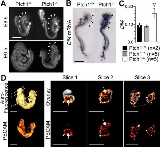 Figure 3. Defective vascular patterning in Ptch1 mutant embryos. (A) Lateral view of whole-mount PECAM1 staining of E8.5 (8-somite stage) and E9.5 Ptch1 mutant and littermate control embryos. Representative images from 8-somite stage Ptch1+/+ (n = 3) and Ptch1−/− (n = 3) embryos are shown. Arrowheads indicate cranial plexus region. Scale bar represents 500 μm. (B) Whole-mount in situ hybridization for Dll4 mRNA in E8.5 (8-somite stage) Ptch1 mutant embryos. Representative embryos from Ptch1+/+ (n = 2) and Ptch1−/− (n = 2) littermate embryos are shown. Arrowheads indicate the region in which Dll4 is ectopically expressed in Ptch1 mutants versus controls. Scale bar represents 500 μm. (C) Q-RT-PCR for Dll4 mRNA in Ptch1+/+ (n = 2), Ptch1+/− (n = 5), and Ptch1−/− (n = 5) embryos. Q-RT-PCR was performed on 8-somite stage embryos from which the yolk sac, allantois, and amnion had been removed. Data are presented as Dll4 expression relative to the loading control, Polr2a. Single asterisk indicates statistical significance (t test) between Ptch1+/+ and Ptch1−/− sample groups (P < .05). Double asterisk indicates statistical significance (t test) between Ptch1+/− and Ptch1−/− sample groups, (P < .005). (D) FDR-OPT images of an E9.5 Ptch1−/− embryo. Top left side is a surface-rendered image of the 3D reconstructed autofluoresence signal with locations of digital slices shown in right side panels indicated. Bottom left side is a 3D reconstruction of PECAM1-Cy3 signal alone. Right side images are digital slices from 3D reconstructed FDR-OPT data, top are PECAM1-Cy3 signal overlaid on autofluoresence signal, bottom are PECAM1-Cy3 signal from the same slice alone. Arrows indicate PECAM1+ structures surrounding other tissue (autofluoresence signal present), arrowheads indicate PECAM1+ signal encompassing hollow space (autofluoresence signal not present).