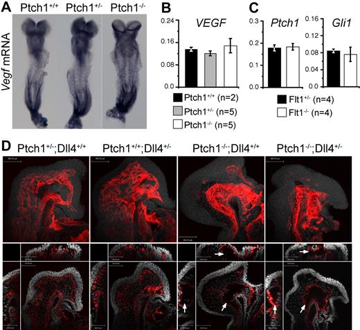 Figure 4. Ptch1 vascular phenotype is independent of VEGF and Notch. (A) Whole-mount in situ hybridization for Vegf mRNA in E8.5 Ptch1 mutants. Representative embryos from 8-somite stage Ptch1+/+ (n = 4), Ptch1+/− (n = 5), and Ptch1−/− (n = 3) littermate embryos are shown. (B) Q-RT-PCR for Vegf mRNA in Ptch1+/+ (n = 2), Ptch1+/− (n = 5), and Ptch1−/− (n = 5) embryos. Q-RT-PCR was performed on 8-somite stage littermates from which the yolk sac, allantois, and amnion had been removed. Data are presented as gene expression relative to the loading control, Polr2a. (C) Q-RT-PCR for Ptch1 and Gli1 mRNA in Flt1+/− (n = 4) and Flt1−/− (n = 4) embryos. Q-RT-PCR was performed on 7- to 8-somite stage littermates from which the yolk sac, allantois, and amnion had been removed. Data are presented as gene expression relative to the loading control, Polr2a. (D) Confocal images for whole-mount PECAM1-stained Ptch;Dll4 compound mutants. Representative embryos from 8-somite stage Ptch+/−;Dll4+/+ (n = 2), Ptch+/+;Dll4+/− (n = 2), Ptch−/−;Dll4+/+ (n = 2), Ptch−/−;Dll4+/− (n = 3) littermates are shown. Top panel for each embryo represents projected PECAM1 stain (red) with DRAQ5 nuclear stain (gray). Bottom panels represent single confocal section (xy plane) from each embryo with yz (left) and xz (top) stacks shown (PECAM1, red; DRAQ5 nuclear, gray). Arrows indicate the abnormal, hollow vascular structures in Ptch1−/−;Dll4+/+, and Ptch1−/−;Dll4+/− embryos. Scale bars represent 100 μm.