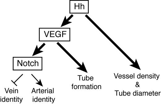 Figure 5. Interplay between Hh, VEGF, and Notch signaling during mouse vasculogenesis. Summary diagram illustrating the interaction between Hh and VEGF signaling during mouse vascular development. Bold arrows indicate new pathways identified by this study. See “Discussion” for details.