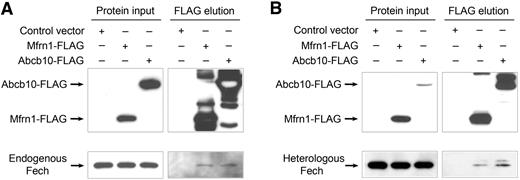 Figure 1. Physical interactions between Fech with either Mfrn1 or Abcb10 proteins are confirmed in endogenous MEL cells and transfected heterologous cells. (A) IP/Western blot analysis of interactions of endogenous Fech with Mfrn1 and Abcb10 in differentiated MEL cells stably expressing empty vector, engineered Mfrn1-FLAG, or Abcb10-FLAG. (B) IP/Western blot analysis of interactions of heterologous Fech with Mfrn1 and Abcb10 from transiently cotransfected HEK293 cells with control vector, Mfrn1-FLAG, or Abcb10-FLAG. Protein input lysate is shown on the respective left columns. Fech is selectively copurified in the presence of Mfrn1 or Abcb10.