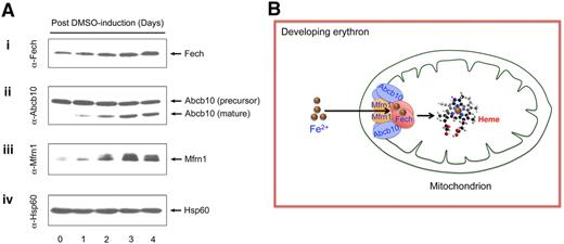 Figure 2. Interacting Fech, Mfrn1, and Abcb10 proteins are coordinately induced during MEL cell erythroid differentiation. (A) Endogenous Fech, Mfrn1, and Abcb10 are coinduced in chemically differentiated MEL cells. Mitochondrial lysates collected from MEL cells exposed to 1.5% dimethyl sulfoxide (DMSO) for various lengths of days were serially probed with antisera against Fech (i), antisera against Mfrn1 (ii), antisera against Abcb10 (iii), and antisera against loading control Hsp60 (iv). Endogenous Fech and Mfrn1 proteins are induced (i,ii) and Abcb10 protein is proteolytically processed to a mature isoform in MEL cells during erythroid differentiation (iii). (B) A schematic model for Mfrn1, Abcb10, and Fech forming an oligomeric protein complex, which facilitates the importation of mitochondrial iron for heme biosynthesis in the developing red blood cells.