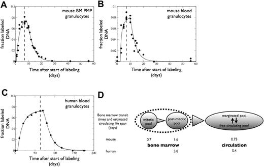 Figure 1. Analysis of neutrophil turnover by in vivo 2H2O labeling. Cross-sectional up- and down-labeling of murine (A) BM PMP neutrophils and (B) blood neutrophils. (C) Representative example of longitudinal up- and down-labeling of human blood neutrophils; parameter values of 5 volunteers are given in Table 1. Dashed vertical lines indicate the time of label cessation on day 7 (A-B) or day 63 (C). Curves were fitted as described in “Methods,” taking into account the actual level of label enrichment of plasma in mice or urine in humans (supplemental Figure 1). (D) Estimated median neutrophil lifespans and transit times (in days) of mice and humans. Murine estimates for transit times in the BM could be calculated directly; from the BM labeling data we calculated that labeled cells entered the PMP with a delay of Δ = 0.7 days and that they had an expected lifespan in the PMP of 1/d = 1.6 days (see “Mathematical modeling”). The total transit time in the BM of 0.7 + 1.6 days matches the estimated Δ = 2.3 days that resulted from analysis of the murine blood-labeling data. BM transit times in humans were estimated from the delay Δ with which labeled neutrophils were observed in the blood, whereas the circulating lifespan was calculated from 1/d.