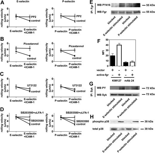 Figure 2. E-selectin and P-selectin signaling in human neutrophils. (A-D) Whole human heparinized blood was treated with (A) Src family kinase inhibitor PP2 (15μM for 30 minutes at RT), (B) SYK inhibitor piceatannol (25μM at 30 minutes at RT), (C) PLC inhibitor U-73122 (10μM for 30 minutes at RT), or (D) p38 MAPK inhibitor SB203580 (10μM for 30 minutes at RT), or SB203580 (10μM) plus anti–LFA-1 antibody (10 μg/mL for 20 minutes at RT), then perfused through flow chambers coated with E-selectin with or without ICAM-1 or P-selectin with or without ICAM-1. (E) Human purified neutrophils were plated on blocked (control), E-selectin–coated, or P-selectin–coated wells, and incubated under shear (65 rpm) for 10 minutes and lysed. Lysates were immunoprecipitated with anti-FGR antibody, followed by immunoblotting with a pan-Src antibody that recognizes PY416. (F) U937 cells were transfected with a constitutively active FGR or with empty vector. The binding of KIM127 or mAb 24 was analyzed by flow cytometry. Data presented are mean ± SEM and are representative of 3 independent experiments. (G-H) Human purified neutrophils were plated on blocked (control), E-selectin–coated, or P-selectin–coated wells and incubated under shear (65 rpm) for 10 minutes and lysed. (G) Lysates were immunoprecipitated with anti-SYK antibody, followed by immunoblotting with phosphotyrosine antibody 4G10. (H) Lysates were immunoblotted with antibody to detect phosphorylated p38 MAPK (phospho p38) or total p38. Data are representative of 3 independent experiments.
