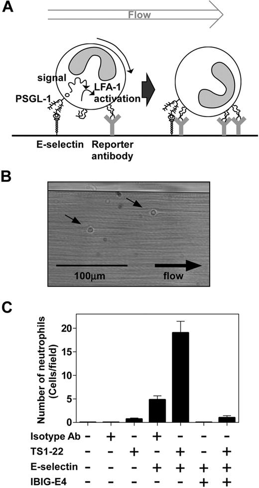 Figure 4. Establishment of a whole human blood immobilized reporter assay. (A) View of the whole human blood flow chamber coated with the LFA-1 activation reporter antibodies. (B) Cells rolling in the microflow chambers visualized by transillumination. Scale bar = 100 μm. (C) Flow chambers coated with isotype control, TS1-22 and/or E-selectin were perfused with heparinized human whole blood for 2 minutes at 5.94 dyn/cm2, washed with HBSS with 1mM Ca2+ and 1mM Mg2+ for 30 seconds, fixed with 2% paraformaldehyde, and stained with Wright-Giemsa stain solution and number of neutrophils counted. Some flow chambers were incubated with E-selectin blocking antibody IBIG-E4 before perfusion, and number per field of view was calculated. Data are presented as mean ± SEM and are representative of 3 independent experiments.