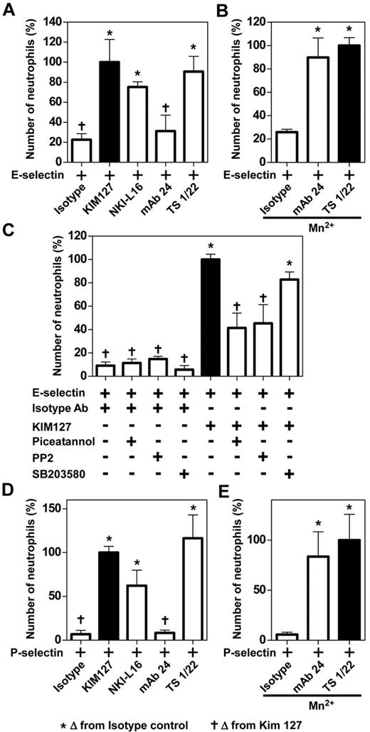 Figure 5. Rolling on E-selectin or P-selectin evokes extended, but not high affinity LFA-1, in human neutrophils. (A) Whole blood was perfused through flow chambers coated with E-selectin and isotype antibody, KIM127, NKI-L16, mAb 24, or TS1-22 for 2 minutes at 5.94 dyn/cm2. (B) Isolated human neutrophils were stimulated with 1mM Mn2+ and immediately perfused through flow chambers coated with E-selectin and isotype antibody, mAb 24 or TS1-22 for 2 minutes at 5.94 dyn/cm2. (C) Whole blood was treated with piceatannol (200μM at 37°C for 60 minutes), PP2 (10μM at 37°C for 10 minutes), or SB203580 (20mM at 37°C for 30 minutes) before the perfusion through the flow chamber coated with E-selectin and isotype antibody or KIM127. (D) Whole blood was perfused through flow chambers coated with P-selectin and isotype antibody, KIM127, NKI-L16, mAb 24, or TS1-22 for 2 minutes at 5.94 dyn/cm2. (E) Purified human neutrophils were stimulated with 1mM Mn2+ and immediately perfused through flow chambers coated with P-selectin and isotype antibody, mAb 24, or TS1-22 for 2 minutes at 5.94 dyn/cm2. Number of neutrohils was counted after the Wright-Giemsa staining. Data are normalized to E-selectin or P-selectin and KIM127 (= 100%; panels A, C, and D) or E-selectin or P-selectin and TS1-22 (= 100%; panels B and E) and presented as mean ± SEM. *P < .05 from isotype control. †P < .05 from KIM127. Data are representative of at least 3 independent experiments.
