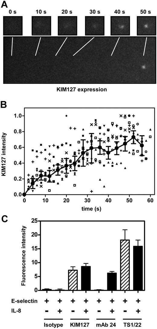 Figure 6. Real-time imaging of the LFA-1 activation in whole human blood flow chambers. (A-B) Whole blood was treated with Alexa Fluor 594–conjugated KIM127 (5 μg/mL). After 5 minutes, whole blood was perfused through flow chambers coated with E-selectin. Fluorescence intensity was detected by the epifluorescence microscope with the enhancer. (B) Fluorescence intensity reflecting KIM127 binding was measured at 2-second intervals for representative cells (■, □, ▼, ♦, ○, ▲, +, ×) and normalized to the maximal intensity (= 1). Data were averaged at 4-second intervals (indicated by ● joined by line; mean ± SEM). Data representative of 2 independent experiments. (C) Whole blood was treated with Alexa Fluor 594–conjugated antibody (5 μg/mL) and perfused through flow chambers coated with E-selectin. After saturation, IL-8 was added to whole blood, and the change of the Alexa Fluor 594 intensity was measured. Data are presented as mean ± SEM and are representative of 3 independent experiments.