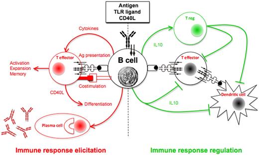 Figure 1. Janus-faced B cells. Janus, the Roman god of beginnings and endings, is most often depicted as having 2 faces facing opposite directions. Like him, B cells can either elicit (right panel) or terminate (left panel) an immune response, after their activation by combination of ligation of the B-cell receptor, CD40, and Toll-like receptors (TLRs). (Left panel) B cells present the antigen along with costimulatory signals, leading to the activation and the proliferation of T effectors. In turn, activated T cells provide CD40 ligand (CD40L) for the differentiation of B cells into antibody-producing plasma cells. The cytokines produced by B cells may participate into the polarization of T effectors. Finally, B cells play a critical role for the development of T-cell memory. (Right panel) B cells regulate immune response by provision of IL10 that suppresses the activation and the expansion of T effectors directly, and indirectly through the differentiation of T regulatory cells and the suppression of dendritic cell function.