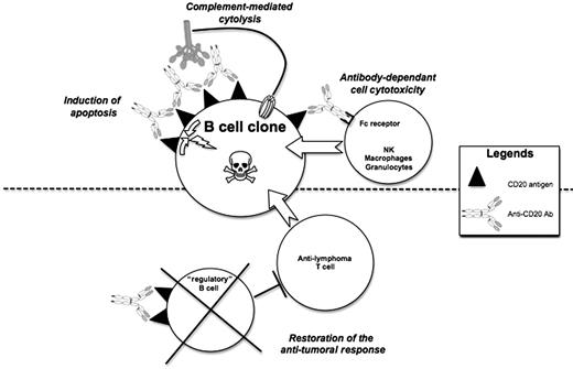 Figure 2. Mechanisms of action of anti-CD20 antibodies. (Top panel) Apoptosis of malignant B-cell clones occurs upon cross-linking of rituximab-CD20 complexes in the lipid rafts. This activates signaling pathways involving the Src kinases and their regulatory molecules. Complement-mediated cytolysis involves the ability of anti-CD20 immunoglobulin G1 bound to their antigen to bind C1 and trigger the classical complement pathway. Antibody-dependent cell cytotoxicity requires interaction between the Fc portion of rituximab and appropriate receptors on effector cells. (Bottom panel) Another possible mechanism by which rituximab could promote the destruction of malignant B-cell clones is the restoration of the protective antitumoral response. The destruction of the nonmalignant B cells endowed with immune-regulatory properties could facilitate the development of antitumoral T-cell clones.