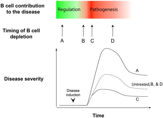 Figure 3. B-cell depletion has ambivalent effects on the course of immune diseases. The figure is a schematic representation of the findings of Matsushita et al.75 During the course of EAE, B cells play opposite overlapping roles. Depending on the timing of anti-CD20 antibody administration, the net clinical effect can be deleterious, neutral, or beneficial. Dashed lines indicate the severity of EAE in untreated control animals.