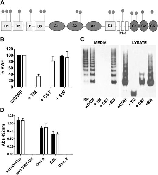 Figure 1. Effect of N-linked glycosylation inhibitors on VWF expression and glycosylation of the VWFpp. (A) Domain diagram of von Willebrand Factor (VWF) showing the location of the 16 N-linked glycosylation sites, 4 in the propeptide and 12 in each mature subunit. (B) Wild-type (wt) VWF was transiently expressed in HEK293T in the presence of 1 μg/mL tunicamycin (TM), 100 μg/mL castanospermine (CST), or 10 μg/mL swainsonine (SW) and VWF levels in the cell media (■) or lysate (□) analyzed by ELISA 3 days after transfection. Error bars represent mean ± SEM of 3 separate experiments each performed in duplicate. (C) The multimer composition of VWF expressed with glycosylation inhibitors was determined by electrophoresis in 1.4% agarose gels followed by Western blotting. (D) Microtitre plates coated with anti–VWF-propeptide CLB-Pro35 were used to capture plasma (■) or recombinant (□) VWFpp and the glycan content assessed using lectins Concanavalin A (Con A), Elderberry bark lectin (EBL), and Ulex europeaus (Ulex. E). Anti–VWF-propeptide-HRP (CLB-Pro 14.3) was used to confirm capture of the propeptide and an anti–VWF-CK domain antibody was used to confirm the absence of mature VWF.