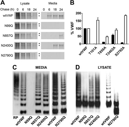 Figure 3. Further analysis of the expression of VWF N-linked glycan mutants. (A) Conditioned media and cell lysate samples were collected after 0, 6, 18, and 24 hours chase and immunoprecipitated with Dynabeads protein G and polyclonal anti-VWF antibodies. Immunoprecipitates were analyzed by SDS-PAGE in 4% to 12% gels under reducing conditions and autoradiography. *: Pro-VWF; ■: mature VWF. (B) Glycosylation at N99, N857, N2400, and N2790 was blocked by mutating the third amino acid in the N-linked glycosylation consensus sequence. Mutants were expressed in HEK293T cells and expression analyzed by VWF ELISA. Error bars represent mean ± SD of 3 separate experiments each performed in duplicate. (C-D) The multimeric structure of wtVWF, N99Q, N857Q, N2400Q, and N2790Q in both the expressed media (C) and cell lysate (D) was assessed in 1.4% agarose gels and visualized with HRP-conjugated anti-VWF polyclonal antibodies.