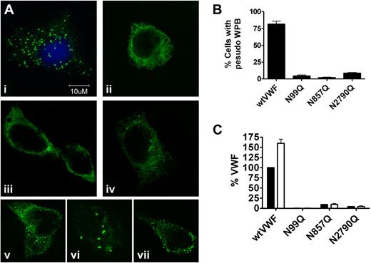 Figure 4. Intracelluar localization of VWF N-linked glycan mutants. Five days after transfection, HEK293 cells were fixed and stained with polyclonal rabbit anti-VWF and goat anti–rabbit AlexaFluor 488 and visualized under a laser scanning confocal microscope LSM510 META. Images in panels Ai through iv are representative images of typical staining patterns observed for (i) wtVWF, (ii) N99Q, (iii) N857Q, and (iv) N2790Q. Images in panels Av through vii are representative of a small number of cells transfected with N99Q (v), N857Q (vi), and N2790Q (vii) that were able to form pseudo Webiel-Palade bodies. (B) Ten separate fields of view were taken for each variant from 4 separate experiments and the number of cells with at least 5 visible WPB counted and expressed as a percentage of the total number of cells expression WPB. (C) Five transfection HEK293 cells were stimulated with 100 ng/mL PMA and VWF concentration analyzed by VWF ELISA. ■: No PMA; □, plus PMA