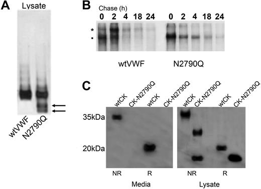Figure 6. N-linked glycosylation of the VWF CK domain. (A) Multimer analysis was performed on lysate samples from HEK293T cells transfected with wtVWF and VWF-N2790Q. Mutant N2790Q media was concentrated approximately 20-fold for multimer analysis. (B) Cell lysate samples were collected at chase times 0, 2, 4, 18, and 24 hours and after immunoprecipitation were analyzed by SDS-PAGE under nonreducing conditions. *: Pro-VWF, ■: mature VWF. (C) The VWF CK domain wild type and N2790Q were transiently expressed in HEK293T cells and conditioned media and cell lysate samples analyzed by SDS-PAGE under reducing and nonreducing conditions. CK domain was detected with mouse monoclonal anti-myc antibody followed by goat anti–mouse HRP. The difference in migration between wtCK and CK-N2790Q confirms the absence of the N-linked glycan chain.