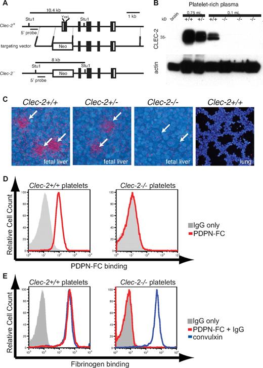 Figure 2. CLEC-2–deficient platelets do not interact with PDPN. (A) Gene targeting strategy for Clec-2. The deleted sequence in exon 1 encodes the entire intracellular domain of the CLEC-2 receptor, including the YxxL motif required to activate SYK, as well as the transcriptional and translational start sites. (B) Clec-2−/− platelets lack CLEC-2 protein. Immunoblotting was used to measure CLEC-2 and actin proteins in cell lysate derived from brain (left lane) and platelet-rich plasma (right lanes). CLEC-2 levels in Clec-2+/− platelets were reduced by approximately 50% compared with those in Clec-2+/+ platelets (second and third lanes from left, lysate from 0.75 mL of blood loaded). BecauseClec-2−/− mice die in the perinatal period, CLEC-2 levels were measured in platelets derived from lethally irradiated wild-type mice that had been reconstituted with Clec-2+/+ or Clec-2−/− fetal liver cells (right 4 lanes, lysate from 0.1 mL of blood loaded in each lane). (C) In situ hybridization of E14.5 mouse embryos for Clec-2. Clec-2 expression is indicated in red; DAPI nuclear staining is shown in blue. (D) PDPN-Fc proteins bind Clec-2+/+ but not Clec-2−/− platelets. (E) PDPN-Fc proteins activate Clec-2+/+ but not Clec-2−/− platelets. Platelet activation was measured by the binding of allophycocyanin-conjugated fibrinogen. Platelet activation by the glycoprotein VI receptor agonist convulxin is shown as a positive control.