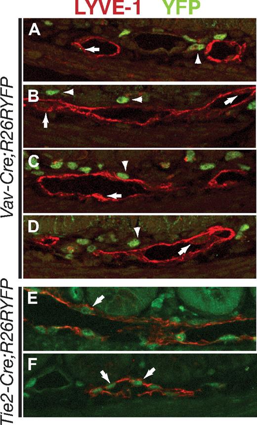 Figure 7. Blood cells do not contribute to lymphatic endothelium at the site of vascular mixing in mice lacking PDPN, CLEC-2, or SLP-76. Vav-Cre–activated YFP expression was used to detect hematopoietic contribution to lymphatic endothelium in the intestine, the site of greatest vascular mixing in mice lacking PDPN, CLEC-2, or SLP-76. (A-D) Confocal microscopy of sections of Vav-Cre;R26RYFP neonates immunostained for the lymphatic endothelial surface protein LYVE-1 (red) and YFP (green) fails to show YFP+LYVE-1+ endothelial cells. Arrows indicate LYVE-1+ endothelial cells. Arrowheads indicate YFP+ hematopoietic cells that are frequently adjacent to but not incorporated within LYVE-1+ endothelium. (E-F) Analysis of Tie2-Cre;R26RYFP neonates shows numerous true LYVE-1+YFP+ endothelial cells (arrows).