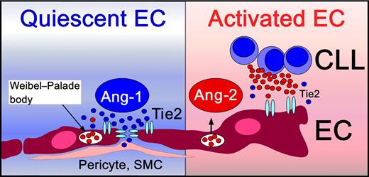 Quiescent endothelial cells (ECs) are in intimate contact with pericytes and smooth muscle cells (SMCs). Vascular stability and integrity is maintained by constitutive Ang-1/Tie2 signaling (left side). Ang-1 clusters Tie2 receptors at endothelial cell junctions.2 Upon activation, ECs normally release their endogenously stored Ang-2 pools from Weibel-Palade bodies. Ang-2 activates ECs by competition with the homeostatic Ang-1 for binding to their common EC receptor, Tie2. CLL cells also can release Ang-2 and thereby induce EC activation and angiogenesis.