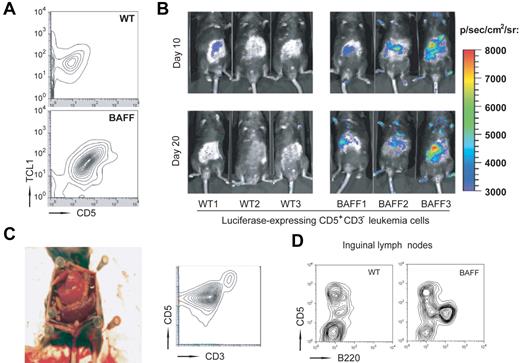 Figure 5. CLL cells expand faster in vivo in the presence of constantly elevated levels of CD257. (A) Splenocytes from TCL1×BAFF-Tg mice were labeled with CD3 and CD5 antibodies and CD3−CD5+ were enriched by cell sorting. Sorted leukemic cells (106) were injected into either BAFF-Tg or WT recipients (n = 6 each group) and their expansion was analyzed 30 days later by flow cytometry. (B) Expansion of transferred CD3−CD5+ cells transduced with a luciferase-expressing lentivirus before injection was measured by bioluminescence at the indicated time points. (C) Representative autopsy and flow cytometry of splenocytes from a BAFF-Tg mouse 5 months after adoptive transfer (n = 6). Camera: Nikon COOLPIX 995. (D) Representative flow cytometry of cells obtained from inguinal lymph nodes from WT or BAFF-Tg mice 5 months after adoptive transfer (n = 6 mice each group).