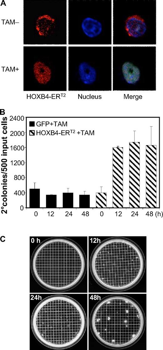Figure 1. Effect of TAM-induced HOXB4-ERT2 activity on myeloid CFU-C. (A) TAM-induced cytosol to nucleus translocation of HOXB4-ERT2 in Lin− BM cells confirmed by confocal microscopy (red represents HOXB4-ERT2; and blue, nucleus dye). Slides were imaged with a Nikon TE2000-E inverted microscope equipped with a CISi confocal system with EZCl software and an 40×/1.3 NA Plan Apo objective. (B) TAM treatment for 12, 24, and 48 hours induced an increase in secondary myeloid progenitor colony formation in HOXB4-ERT2-overexpressing Lin− BM cells ex vivo. (C) Pictures of the secondary myeloid progenitor colony plates from HOXB4-ERT2-overexpressing cells treated with TAM for 0, 12, 24, and 48 hours.
