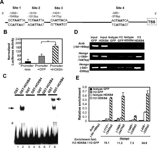 Figure 3. HOXB4 transcriptionally activates and binds to the promoter of Hemgn both ex vivo and in vivo. (A) Schematic illustration of the multiple putative HOXB4-binding sites on the promoter region of Hemgn (sites 1, 2, 3, and 4). (B) HOXB4-dependent increase in promoter activity of Hemgn-luciferase in MEL cell cotransfection experiments. *P < .05. (C) HOXB4-specific binding caused band shift of probes containing the putative HOXB4-binding site (site 1). Lanes 1 and 2 indicate biotin-labeled WT probe (−1562 bp to −1540 bp of Hemgn promoter); lanes 3 and 4, labeled WT probe: competitive unlabeled probe = 1:200; lanes 5 and 6, probe with “TAAT” core sequence mutated to “AGCA”; lanes 7 and 8, labeled WT probe plus anti HOXB4 antibody (I12); solid arrow indicates band shift by HOXB4; and open arrow, supershift by I12. #Degraded GST-HOXB4 caused band shift. (D) Semiquantitative PCR detected enrichment of the promoter fragments of Hemgn by HOXB4 specific binding after ChIP assay in 5-FU BM cells. (E) Quantitative real-time PCR detected relative enrichment of individual regions in Hemgn promoter by HOXB4 after ChIP assay in 5-FU BM cells. All values were normalized to the corresponding input control sample.