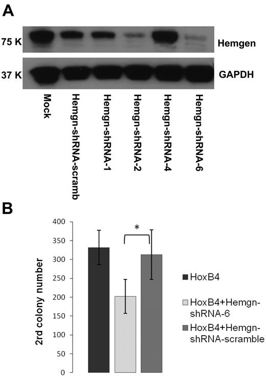 Figure 6. Knockdown of Hemgn by shRNA decreased secondary CFU-C in HOXB4-transduced BM cells. (A) Western blot analysis for Hemgn expression in MEL cells transduced with panel of shRNA lentiviral vectors. A scrambled control sequence was included as well as mock-transduced cells. shRNA-6 was the most effective construct and used in the CFU-C experiments shown. (B) In these experiments, HOXB4-transduced cells were then transduced with either the shRNA-6 or the scrambled control vector and assayed in a secondary CFU-C assay. The secondary colony number per 104 plated cells is shown for HOXB4 only, for HOXB4 transduced with shRNA-6, and for the scrambled control. Three independent experiments were performed, and the decrease in secondary colony number with the shRNA was highly significant. *P < .05.