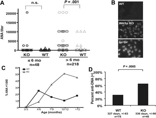 Figure 1. Autoantibody production WASp-deficient mice. (A) Fluorescent ANA titers in WASp-deficient and age-matched control mice on 129SvEv genetic background divided into 2 groups based on age (> 6 months and < 6 months). Statistical comparison was performed using the Fisher exact test. A total of 266 serum samples were tested. For the group less than or equal to 6 months old (n = 48), the mean age ± SD in days was WASp-deficient, 119 ± 35; WT controls, 104 ± 33 (P = .18). For the group more than 6 months old (n = 218), the mean age ± SD in days was WASp-deficient, 325 ± 98; WT controls, 303 ± 83 (P = .08). (B) Representative images of 129 background WASp ANA (serum dilution 1:640) with positive (B6.lpr/lpr 1:640) and negative 129 SvEv WT controls (serum dilution 1:40). Note the staining of mitotic figures by serum from the WASp-deficient mouse, suggesting the presence of anti-chromatin antibodies. (C) Kaplan-Meier analysis of the proportion of mice becoming ANA-positive at 1:640 cutoff titers over time (solid line, WT controls; dashed line, WASp-deficient mice). (D) Sera from ANA-positive mice tested for anti-dsDNA specificity by ELISA and expressed as a percent of the total tested samples per genotype. Mean age in days ± SD (not statistically significantly different) and number of mice per group are indicated (anti-dsDNA–negative, □; anti-dsDNA–positive, ■).