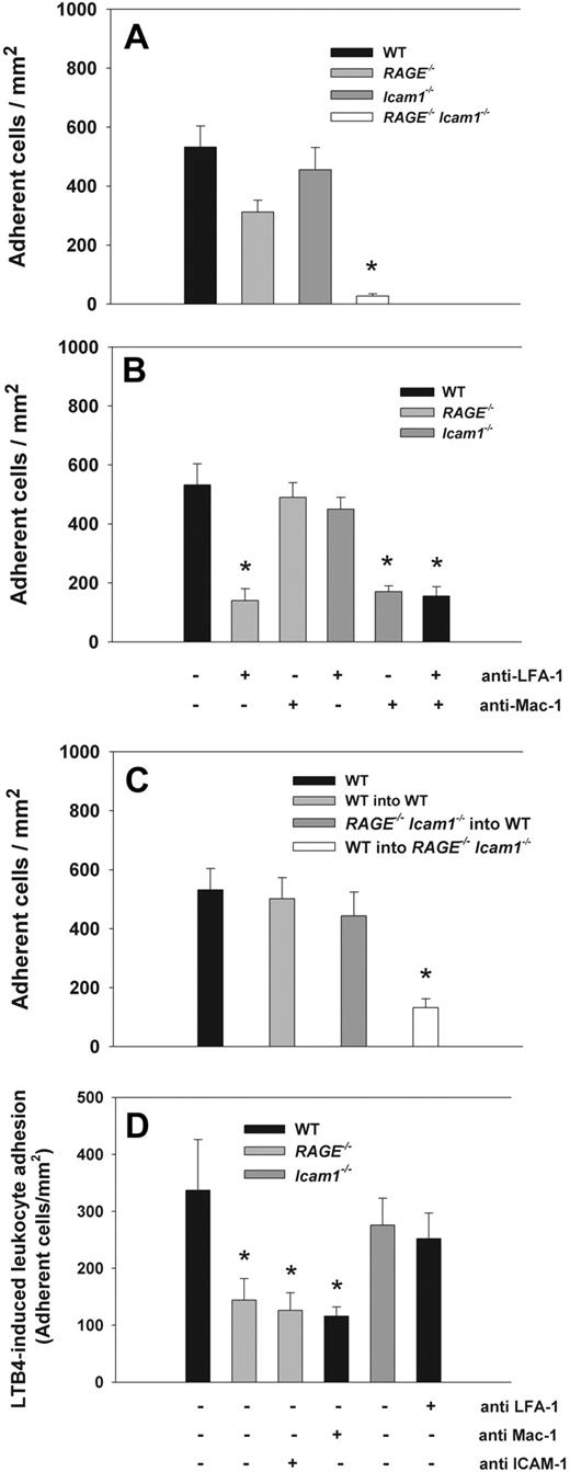 Figure 1. Leukocyte adhesion (mean ± SEM) in trauma-stimulated cremaster muscle venules. Leukocytes adhesion (number of adherent cells/mm2) was investigated in surgically exteriorized cremaster muscle venules of WT control mice (n = 9), RAGE−/− mice (n = 10), Icam1−/− mice (n = 8), and RAGE−/− Icam1−/− mice (n = 3; A). To investigate the contribution of Mac-1 and LFA-1, leukocyte adhesion was also assessed in RAGE−/− mice pretreated with Mac-1–blocking mAb Tib128 or LFA-1–blocking mAb Tib217 (n = 7), Icam1−/− mice pretreated with Mac-1–blocking mAb Tib128 or LFA-1–blocking mAb Tib217 (n = 7), and WT mice pretreated with Mac-1–blocking mAb Tib128 and LFA-1–blocking mAb Tib217 (n = 3). (B) To investigate the role of endothelium-expressed RAGE, leukocyte adhesion was assessed in cremaster muscle venules of bone marrow chimeric mice lacking leukocyte expressed RAGE and ICAM-1 (RAGE−/− Icam1−/− into WT, n = 3) or endothelium-expressed RAGE and ICAM-1 (WT into RAGE−/− Icam1−/−, n = 3; C). WT bars (first bar on the left) are identical in panels A-C. In addition, LTB4-induced leukocyte adhesion was observed in cremaster muscle venules of WT mice (n = 16), RAGE−/− mice (n = 10), and Icam1−/− mice (n = 5) after 3 minutes of superfusion of the cremaster muscle with LTB4 shortly after exteriorization. Values are given as increase in leukocyte adhesion over baseline adhesion values (D). *Significant differences (P < .05) in leukocyte adhesion to WT control mice.