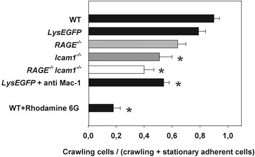 Figure 2. Intraluminal crawling of leukocytes in trauma-stimulated cremaster muscle venules. Intraluminal crawling was observed in WT mice (n = 3), LysEGFP mice (n = 6), RAGE−/− mice (n = 3), Icam1−/− mice (n = 3), and RAGE−/− Icam1−/− mice (n = 3). Intraluminal crawling was quantified as the number of crawling leukocytes to all leukocytes attached (firmly adherent and crawling) to the endothelial wall. Experiments were recorded by time-lapse intravital microscopy at a frame rate of 20 frames/minute over 10 minutes (supplemental Videos 1-3). *Significant differences versus WT mice (P < .05). Data are mean ± SEM.