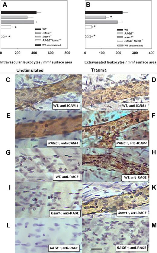 Figure 3. Leukocyte adhesion and adhesion molecule expression in cremaster muscle whole mounts. Intravascular and perivascular numbers of adherent leukocytes (mean ± SEM) were investigated in postcapillary venules of cremaster muscle whole mounts from WT mice (40 vessels in 4 mice), RAGE−/− mice (27 vessels in 3 mice), Icam1−/− mice (35 vessels in 3 mice), and RAGE−/− Icam1−/− mice (40 vessels in 3 mice; A-B). Cremaster muscles were obtained after exteriorization and 20-minute superfusion (trauma-induced inflammation, upper 4 bars of A-B) or directly postmortem (WT unstimulated, last bar at the bottom of A-B). *Significant differences (P < .05) to WT control mice (first bar on top in A-B). In addition, immunostaining was conducted to assess endothelial expression of ICAM-1 (C: n = 8; D: n = 5; E: n = 4; F: n = 4) and RAGE (G: n = 4; H: n = 8; I: n = 3; K: n = 3; L: n = 3; M: n = 3) in postcapillary venules of cremaster muscles obtained directly postmortem (Unstimulated, left side) or after exteriorization and 20-minute superfusion (Trauma, right side). The respective images are representative for the various groups. Application of primary antibody was performed intravenously before harvesting the cremaster muscle to stain RAGE and ICAM-1 on the endothelial surface. Biotinylated secondary antibody, peroxidase-conjugated streptavidin, and diaminobenzidine were used to detect endothelial expression of ICAM-1 and RAGE as brown signal. Counterstaining was performed by Mayer hemalaun. Reference bar for panels C to M is shown in panel M and represents 25 μm.