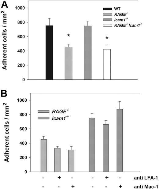 Figure 4. Leukocyte adhesion (mean ± SEM) in TNF-α–stimulated cremaster muscle venules. Leukocytes adhesion (number of adherent cells/mm2) was observed in (2-4 hours) TNF-α–stimulated cremaster muscle venules of WT control mice (n = 5), RAGE−/− mice (n = 6), Icam1−/− mice (n = 4), and RAGE−/− Icam1−/− mice (n = 3; A). *Significant differences (P < .05) in leukocyte adhesion to WT control mice. In addition, leukocyte adhesion in RAGE−/− mice and Icam1−/− mice (bars identical to panel A) was compared with adhesion in RAGE−/− mice (n = 6) and Icam1−/− mice (n = 6) pretreated with blocking mAbs against either LFA-1 or Mac-1 (B).