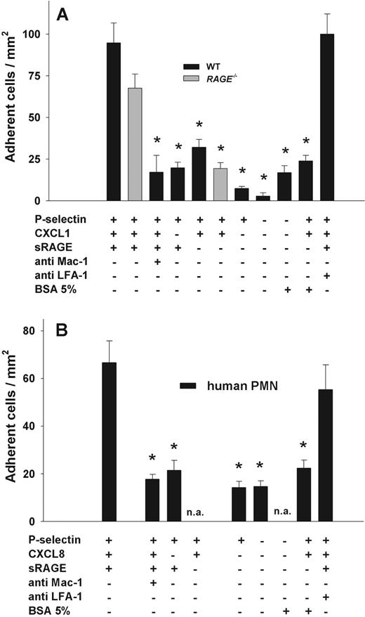 Figure 5. Leukocyte adhesion in the flow chamber. Leukocyte adhesion (mean ± SEM of cells/mm2) under shear (1 dyne/cm2) was observed in the microflow chamber assay using myelomonocytic cells isolated from LysEGFP mice (A) or human PMNs (B) at a final concentration of 0.25 × 106 cells. rmP-selectin (2 μg/mL), rmCXCL1 (KC, 5 μg/mL), and sRAGE (1 μg/mL) were immobilized in flow chambers for experiments with murine neutrophils (A). rhP-selectin (4 μg/mL), rhCXCL8 (IL-8, 10 μg/mL), and sRAGE (4 μg/mL) were used in experiments with human neutrophils (B). Blockade of Mac-1 was achieved by preincubating the cell suspensions for 20 minutes with Mac-1–blocking mAbs Tib128 (antimouse) or ICRF44 (antihuman; 10 μg/106 cells), respectively. LFA-1 was blocked by mAb Tib217 (antimouse) or HI111 (antihuman; 10 μg/106 cells), respectively. Data are mean ± SEM from at least 4 flow chamber experiments per group. *Significant differences in adhesion to control PMNs perfused flow chambers coated with P-selectin, rmCXCL1 (A) or rhCXCL8 (B), and sRAGE (P < .05). n.a. indicates not assessed.
