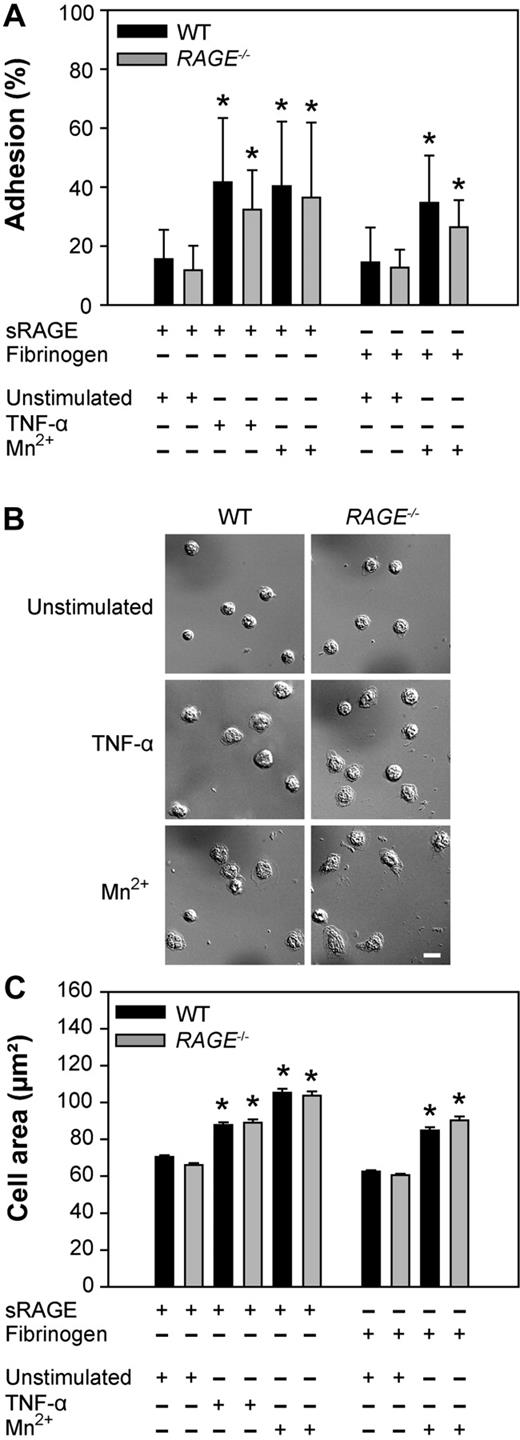 Figure 6. Leukocyte adhesion and spreading on sRAGE in vitro. Adhesion and spreading of isolated WT (black bar) and RAGE−/− (gray bar) neutrophils on immobilized sRAGE or fibrinogen on stimulation with TNF-α (100 ng/mL), Mn2+ (1mM), or mock treatment (unstimulated), respectively, at 37°C for 30 minutes. Adherent WT and RAGE−/− neutrophils in percentage of total cells added (n = 7, mean ± SD,; A), microscopic images of spreading on sRAGE (B), and cell area in square micrometers of adherent WT and RAGE−/− neutrophils on immobilized sRAGE and fibrinogen without or with stimulation (n = 500, mean ± SEM; C). *Significant differences (P < .05) in neutrophil adhesion and spreading versus unstimulated WT. Differences between WT and RAGE−/− cells were not significant. Bar in panel B represents 10 μm.