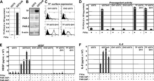 Figure 2. Functional impact of the EGFRvIII oncogene on the ability of the TF pathway to regulate procoagulant and angiogenic phenotype of glioblastoma cells. (A) Differential, but low-level FXa-generating activity exhibited by U373 and U373vIII cells in the absence of exogenous FVIIa (compare with panel D). In this setting, U373vIII cells exhibit greater ability to activate FX, possibly in relation to their production of endogenous FVII. (B) Simultaneous up-regulation of TF, PAR1, and PAR2 proteins, as a function of EGFRvIII-dependent cellular transformation of U373 glioblastoma cells (Western blot; β-actin is used as loading control). These changes correspond to those observed at the mRNA level, as shown in Figure 1C. (C) Fluorescence-activated cell sorter analysis documenting the results of the enforced expression of the exogenous human TF in parental U373 cells (human TF sequence was introduced using pcDNA3.1hygro vector). Viable TF U373D11 and TF U373G11 cells and cells transfected with empty vector (EV1 U373 and EV2 U373) were stained for surface TF antigen. Two of several similar clones in each category are shown. (D) Manifestation of a robust TF-dependent procoagulant activity (TF-PCA; generation of FXa) by EGFRvIII-transformed U373vIII cells expressing endogenous TF. Their EGFRvIII nonexpressing U373 counterparts transfected with TF (TF U373D11 and TF U373G11) exhibit comparable levels of TF PCA. In contrast, parental U373 cell line and several control transfectants (EV1 U373 and EV2 U373) display a negligible procoagulant activity. Unlike in the case of data presented in panel A, this assay was conducted in the presence of the exogenous recombinant FVIIa. **P < .005. N = 4. (E) VEGF release on addition of FVIIa or PAR agonistic peptides (PAR1-AP and PAR2-AP) to EGFRvIII, TF, and control U373-derived cells. VEGF in conditioned medium was detected by enzyme-linked immunosorbent assay. Dashed line represents the limit of the assay sensitivity, as defined by the supplier; dark bars, cells treated as indicated by “+”. Only in EGFRvIII-transformed U373vIII cells, but not in their parental (U373),TF transfected (TF U373D11 and TF U373G11), or mock-transfected (EV1 U373 and EV2 U373) counterparts, an appreciable increase in VEGF secretion was detected (24-hour stimulation with FVIIa 10nM or PAR1/2APs 100μM each). *P < .05. **P < .005. N = 2. (F) IL-8 up-regulation in glioma cell lines on activation of the TF/PAR pathway (test carried out using human IL-8 enzyme-linked immunosorbent assay; designations as in panel E). Appreciable increase in IL-8 production was observed on exposure to FVIIa, PAR1-AP, or PAR2-AP only in the case of EGFRvIII-transformed cells, but not in cells expressing TF in the absence of EGFRvIII (TF U373D11 and TF U373G11) or in cells with low levels of TF and PARs (U373, EV1 U373, and EV2 U373). All experimental conditions are as in panel E. Responses to treatments were compared with the corresponding untreated cells. *P < .05. **P < .005. N = 6 (“Experimental procedures” and supplemental data).
