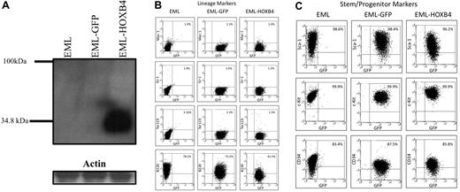 Figure 1. HOXB4 overexpression down-regulates the lymphoid marker B220 in EML cells. (A) Western blot analysis of total cell lysates fractionated by sodium dodecyl sulfate–polyacrylamide gel electrophoresis and probed with the I12 monoclonal anti-HOXB4 antibody revealed the presence of HOXB4 only in the lysate of EML cells transduced with retrovirus expressing HOXB4 (EML-HOXB4) and not in control cells. (B) By immunophenotyping of cell surface markers, the percentage of cells that express B220 decreases when HOXB4 is overexpressed in EML cells. All other lineage markers and stem/progenitor cell markers are expressed at similar levels in EML, EML-GFP, and EML-HOXB4 cells.