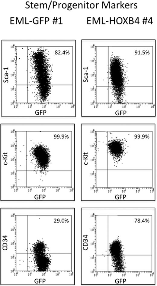 Figure 2. CD34 is expressed in a higher percentage of KLS-EML-HOXB4 cells than in KLS-EML-GFP cells. The percentage of cells that express CD34 is much higher in lineage-depleted EML-HOXB4 cells than in lineage-depleted EML-GFP cells, whereas the percentages of cells that express c-Kit and Sca-1 are similar. The cell surface profiles of the numbered lineage-depleted single-cell clones shown are representative of those of the other lineage-depleted single-cell clones that were used for microarray analyses.