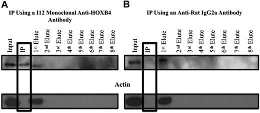 Figure 5. Western blot analysis of samples from ChIP experiments, showing specificity of the IP obtained with the I12 anti-HOXB4 monoclonal antibody. (A) Formaldehyde cross-linked chromatin was prepared from clone 4 of KLS-EML-HOXB4 cells, as described in supplemental Methods (ChIP-chip), and incubated with the I12 antihuman HOXB4 rat monoclonal antibody that had been previously bound to magnetic beads (Dynabeads) conjugated to antirat IgG2a antibody. The IP lane represents the material that remained bound to the magnetic beads after repeated washings. Eluates 1 to 8 represent the supernatants from the serial washings of the magnetically bound beads. The HOXB4 protein was specifically immunoprecipitated using the I12 monoclonal anti-HOXB4 antibody, as shown by the presence of the HOXB4 protein and the absence of actin in the IP lane. Some residual HOXB4 protein was observed in the first eluate, indicating that binding was not 100% efficient. (B) Using an antirat IgG2a isotype control antibody, HOXB4 protein is not observed in the IP lane, further documenting the specificity of the I12 monoclonal anti-HOXB4 antibody used for ChIP. Similar results were obtained when chromatin extracts from clones 11 and 17 of KLS-EML-HOXB4 cells were used.