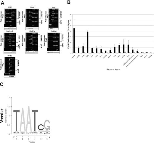 Figure 6. Results of ChIP-chip and their validation by quantitative PCR. (A) ChIP-chip analysis using the I12 anti-HOXB4 monoclonal antibody revealed that there was increased binding to the promoter regions of the B220, CD34, Sox4, Laptm4b, Gp49a, and HMBS genes by the anti-HOXB4 IP, compared with input. In contrast, the control IP obtained using antirat IgG2a antibody beads alone showed no comparable increased binding. By microarray analysis, the Khdrbs1 gene was not shown to be differentially expressed in KLS-EML-HOXB4 cells, and no binding of HOXB4 to its promoter region was detected by ChIP; it is shown as a negative control. *The promoter region for the erythroid-specific isoform of HMBS, which is located within the sequence region of the first intron of the housekeeping isoform of HMBS. Interestingly, there is a greater degree of increased binding of HOXB4 to the promoter region for the erythroid-specific isoform of HMBS than to the promoter region for the housekeeping isoform of HMBS. Arrows represent transcription start sites of the genes. (B) Primers were designed corresponding to the promoter regions of the negative control Khdrbs1 gene and of 17 genes that were observed by ChIP-chip to be enriched at least 2-fold in the IP obtained with the I12 anti-HOXB4 monoclonal antibody. Validation of the enrichment was carried out by quantitative real-time PCR. The PCR results confirmed that 15 of the 17 selected promoter regions were indeed enriched in these IPs compared with the input. Results using the IPs obtained using the control beads conjugated to antirat IgG2a antibody are shown for comparison. Values are mean plus or minus SD of triplicate PCR analyses of ChIP DNA from the 3 different single-cell clones of KLS-EML-HOXB4 cells. (C) Top-scoring DNA-binding motif identified, using the software program Weeder (Version 1.3), in an unbiased analysis of the top 1000 promoter sequences bound by HOXB4 in the ChIP-chip experiments. The known HOX protein binding consensus sequence, TAAT, is found prominently in this motif.