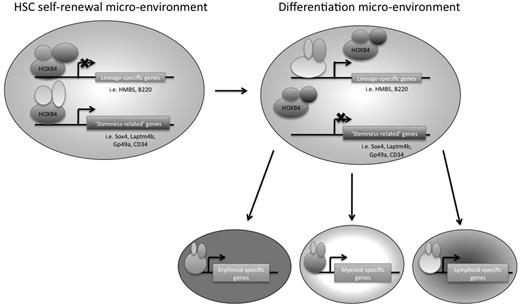 Figure 7. Model of HOXB4-mediated HSC self-renewal. HOXB4 may promote self-renewal in HSCs by down-regulating the expression of lineage-specific genes and up-regulating “stemness-related” genes. As HSCs encounter microenvironmental changes that are conducive to differentiation, the binding partners of HOXB4 may change, resulting in a reversal of HOXB4 function and/or binding specificity, such that lineage-specific genes that were once down-regulated by HOXB4 directly or indirectly would no longer be down-regulated. In addition, “stemness-related” genes that were once up-regulated by HOXB4 would now be down-regulated as the cells differentiate.
