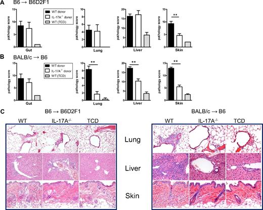 Figure 4. IL-17A mediates cutaneous GVHD. Lethally irradiated (A) B6D2F1 (n = 6) or (B) B6 mice (n = 5 or 6) were transplanted with G-CSF–mobilized grafts from WT or IL-17A−/− B6 donors or WT or IL-17A−/− BALB/c donors, respectively. Non-GVHD controls (n = 3) received T-cell–depleted G-CSF WT grafts. Tissue injury expressed as a mean composite score was determined by semiquantitative histology as described in “Histology and immunostaining of GVHD target organs.” **P < .01, WT vs IL-17A−/−. (C) Representative images (original magnification ×400) of hematoxylin and eosin–stained paraffin sections of tissues taken 28 days after transplantation.